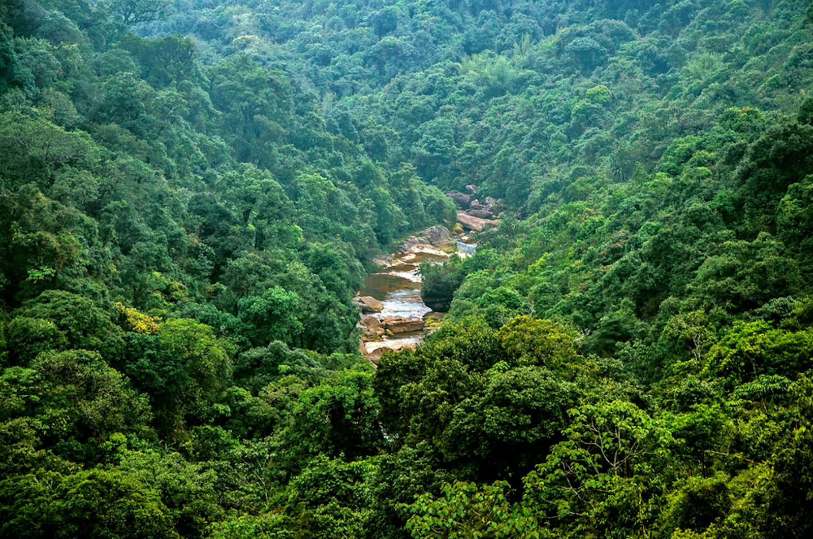 таиланд джунгли
